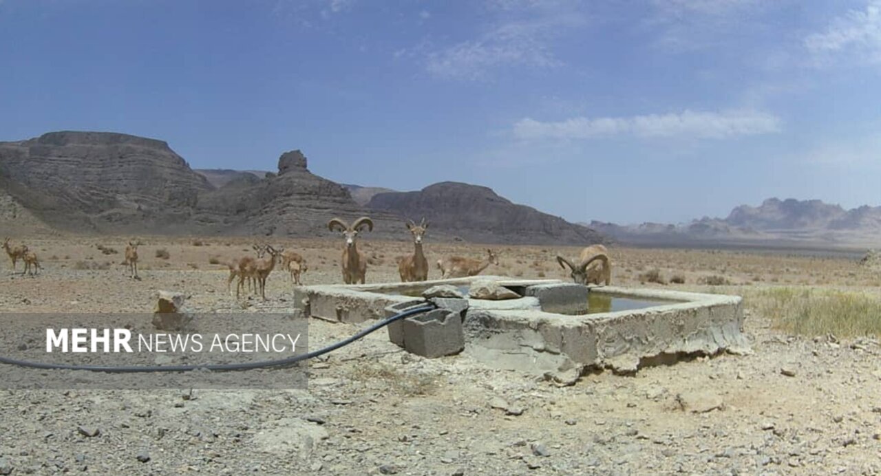 تامین آب و علوفه برای حیاتوحش اصفهان؛ زیستگاهها در معرض خشکسالی تامین آب و علوفه برای حیاتوحش اصفهان؛ زیستگاهها در معرض خشکسالی
