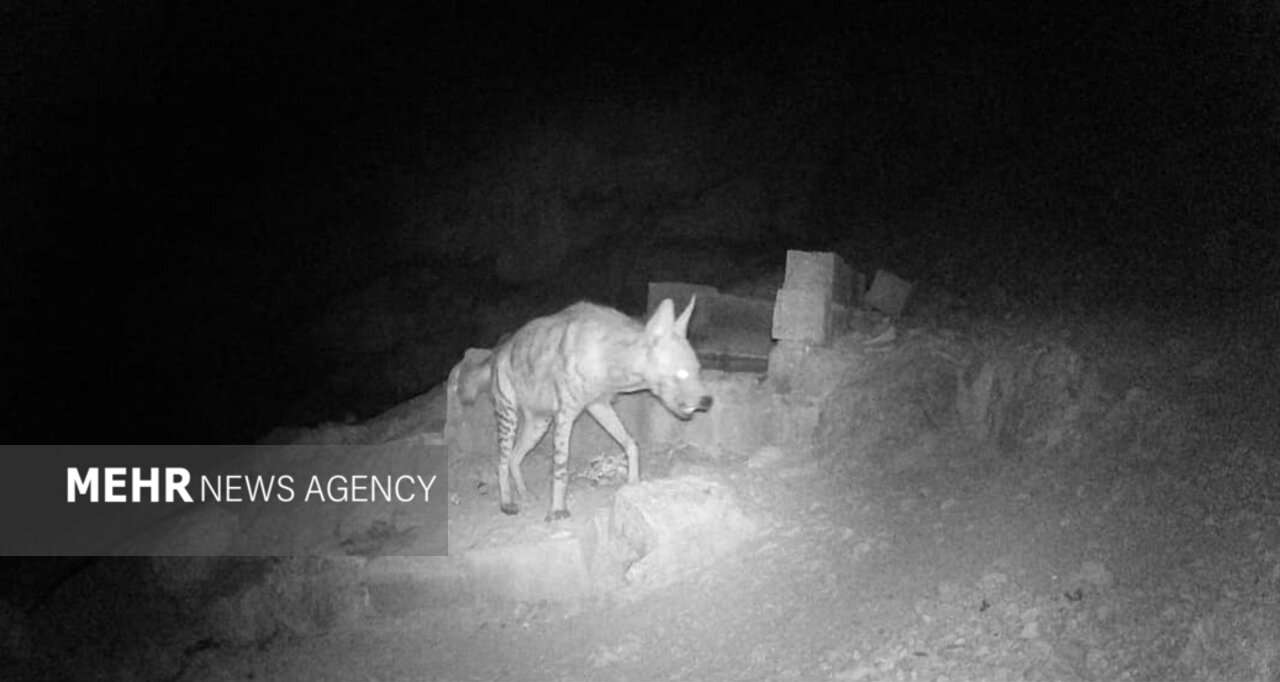 تامین آب و علوفه برای حیاتوحش اصفهان؛ زیستگاهها در معرض خشکسالی تامین آب و علوفه برای حیاتوحش اصفهان؛ زیستگاهها در معرض خشکسالی