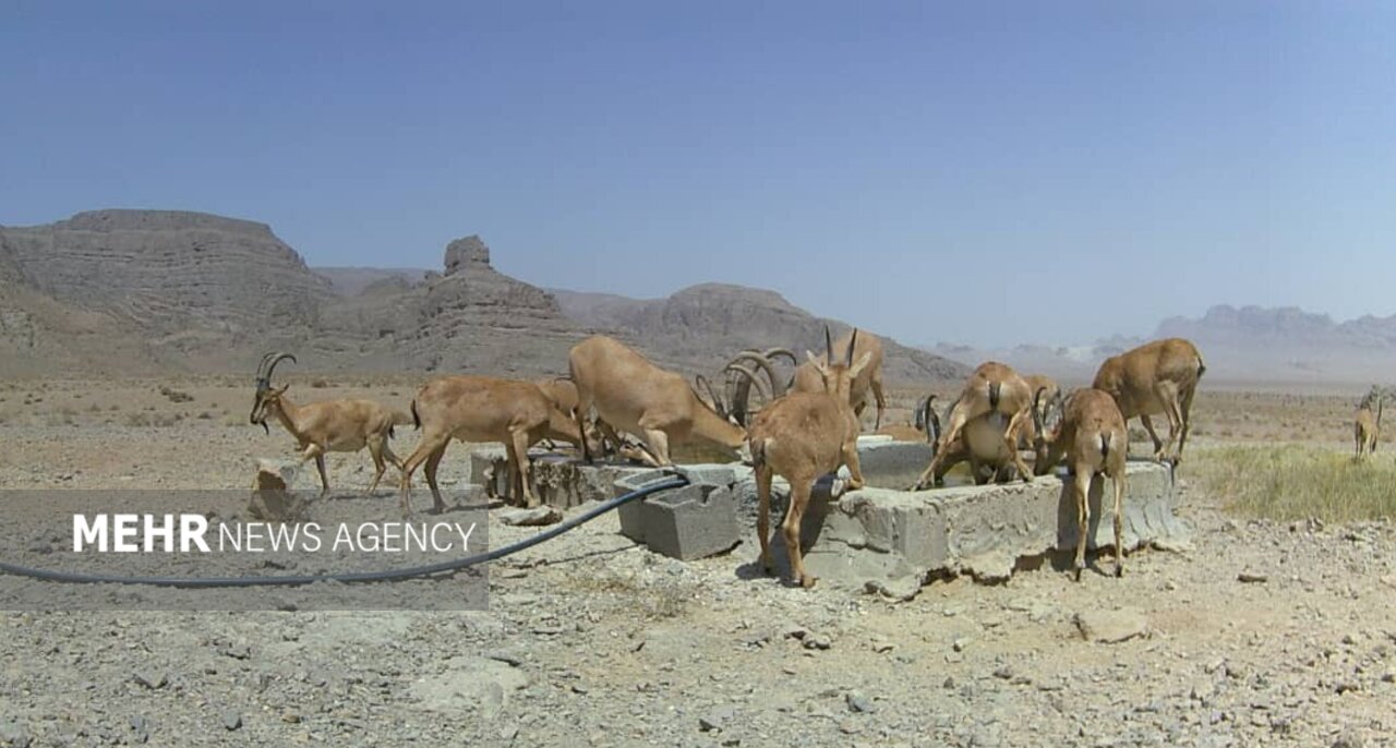 تامین آب و علوفه برای حیاتوحش اصفهان؛ زیستگاهها در معرض خشکسالی تامین آب و علوفه برای حیاتوحش اصفهان؛ زیستگاهها در معرض خشکسالی
