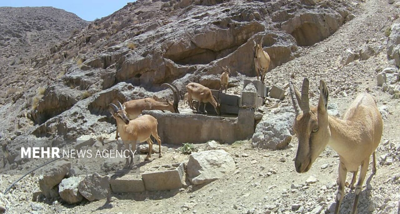 تامین آب و علوفه برای حیاتوحش اصفهان؛ زیستگاهها در معرض خشکسالی تامین آب و علوفه برای حیاتوحش اصفهان؛ زیستگاهها در معرض خشکسالی