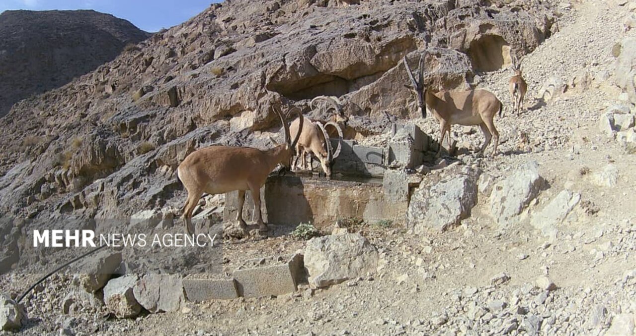 تامین آب و علوفه برای حیاتوحش اصفهان؛ زیستگاهها در معرض خشکسالی تامین آب و علوفه برای حیاتوحش اصفهان؛ زیستگاهها در معرض خشکسالی