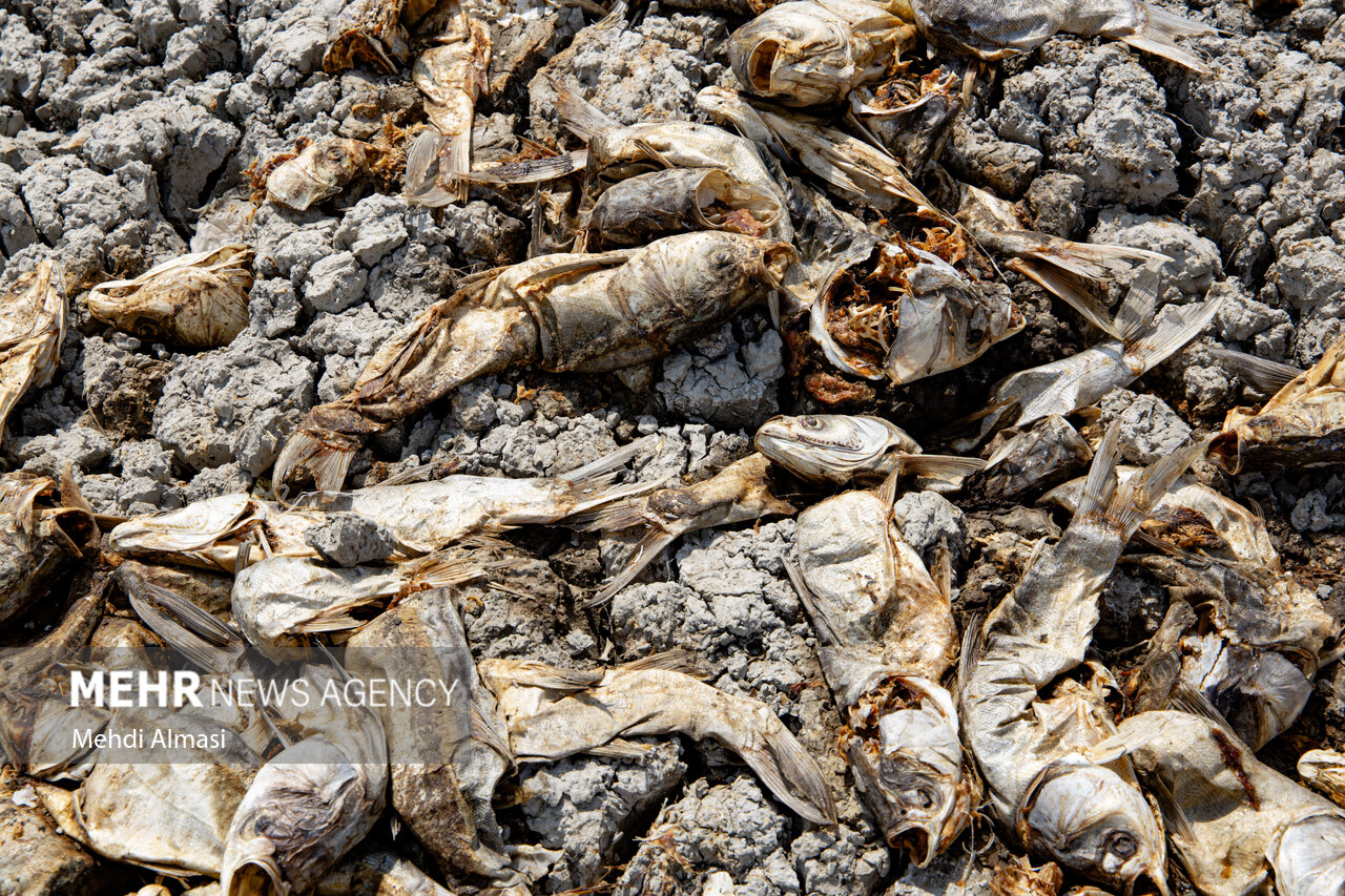 «پری» قربانی کشاورزی غیراصولی؛ تبعات برداشت بی رویه آب