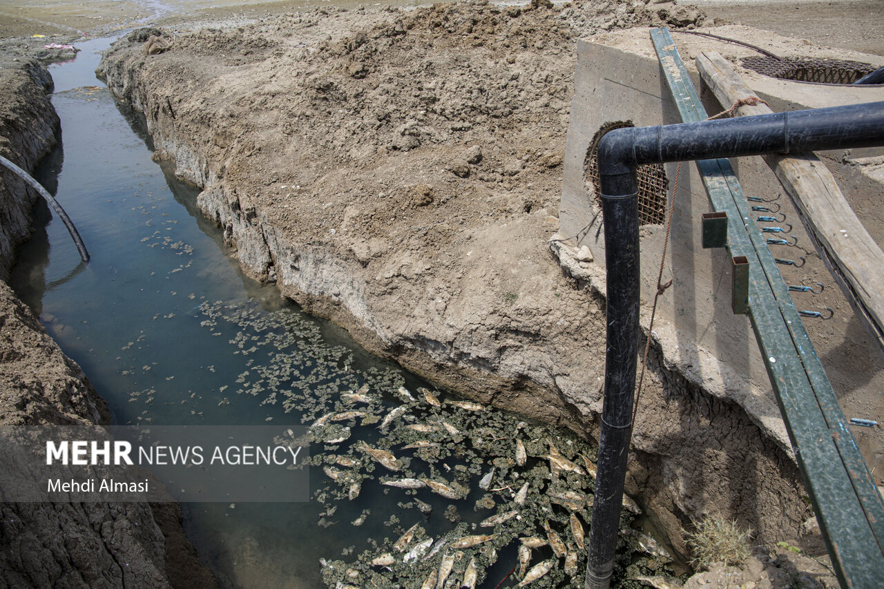 «پری» قربانی کشاورزی غیراصولی؛ تبعات برداشت بی رویه آب