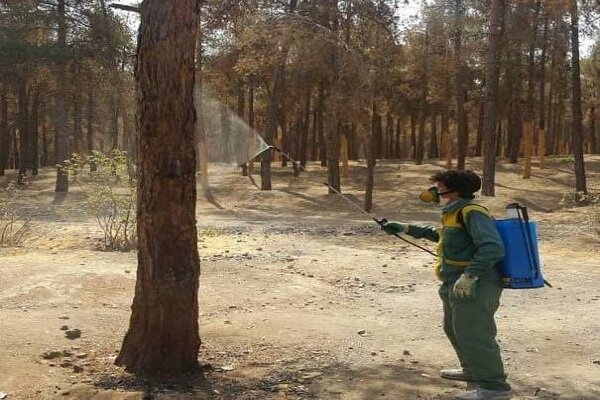 ۴۰۰ هکتار از اراضی سرخهحصار سمپاشی شد