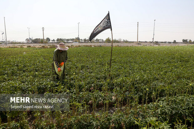 Arbaeen procession in Tehran

