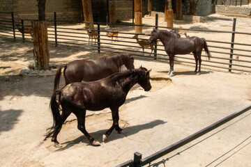 باغ وحش ارم اسب ورزشی ندارد