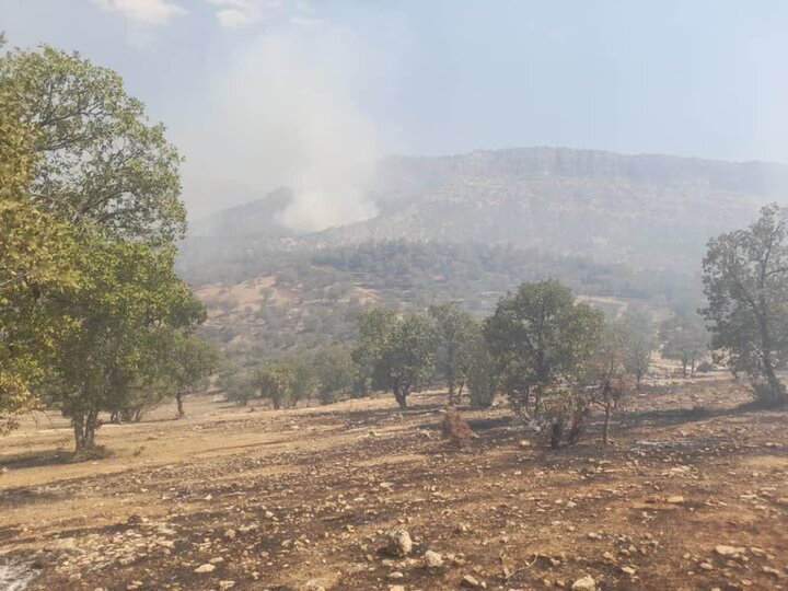 آتشسوزی در مناطق سبزکوه و ارمند / عامل حریق شناسایی و دستگیر شد