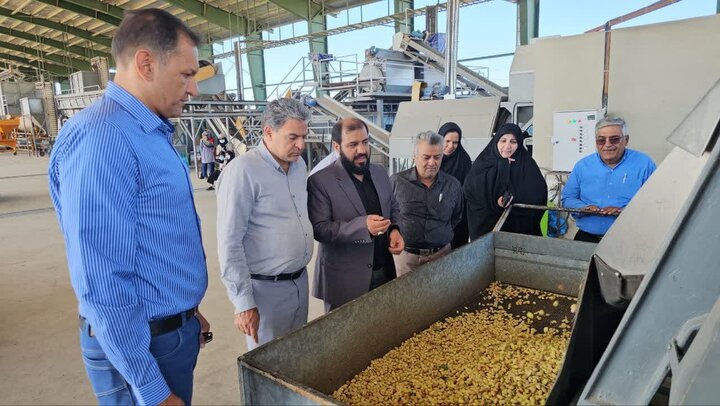 آغاز برداشت پسته کال از ۲ هزار هکتار باغ شهرستان زرند