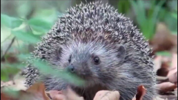 رهاسازی یک سر جوجه‌تیغی در طبیعت رودان