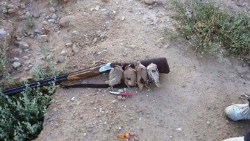 دستگیری متخلف شکار در حاجی آباد