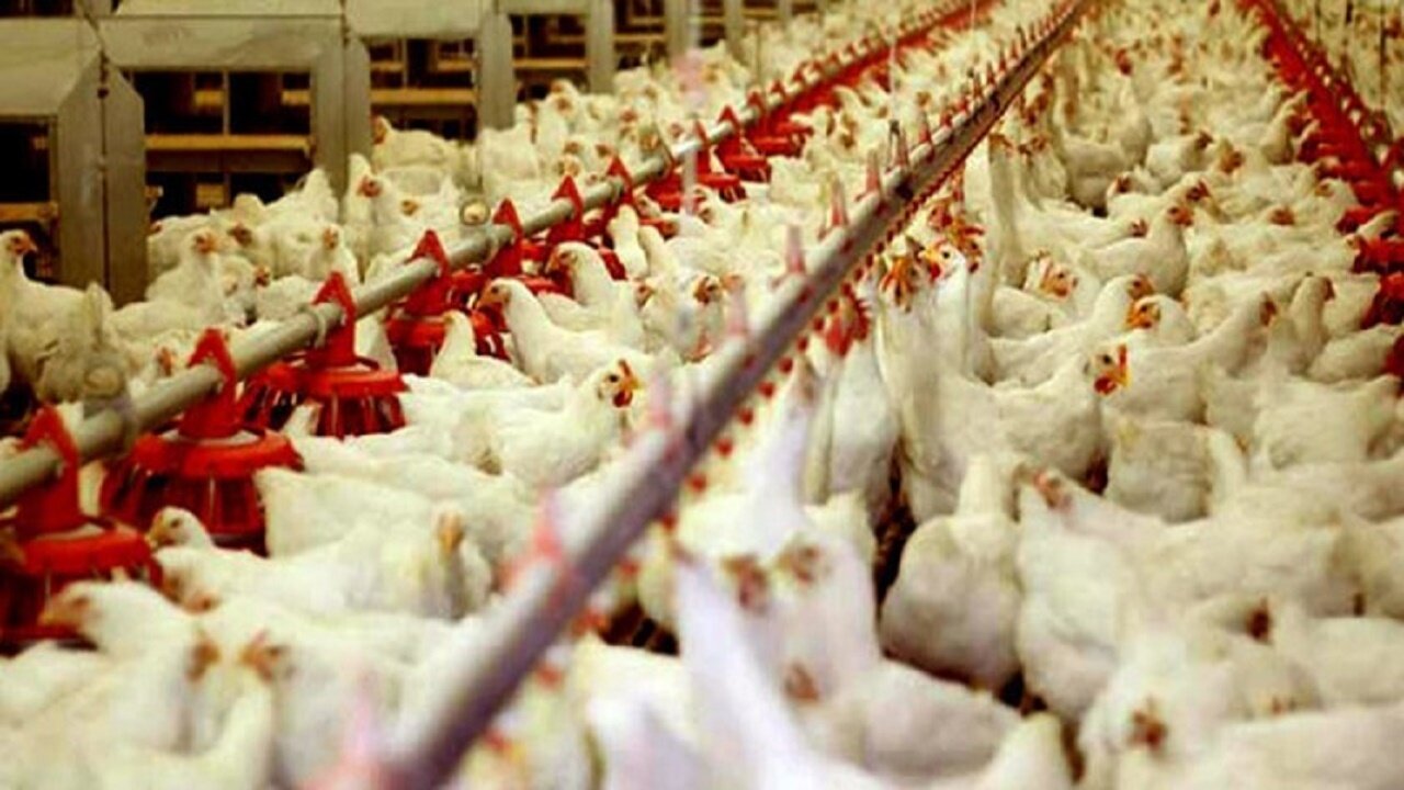 گرانی <a class='tagColor' href='/Tags/Archive/مرغ'>مرغ</a> و فشار مضاعف بر معیشت خانوار <a class='tagColor' href='/Tags/Archive/کرمانشاه'>کرمانشاه</a>ی؛ قیمتها کاهشی میشود