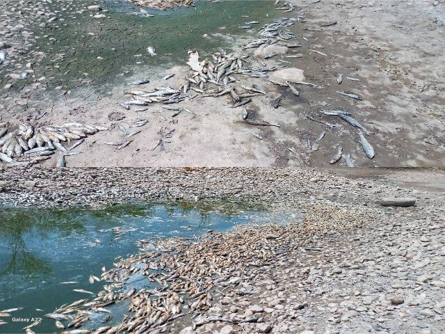 خشکسالی و برداشت بیرویه آب؛ هزاران ماهی قزلاوزن بیجار تلف شدند