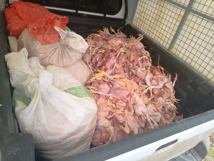 انهدام باند توزیع مرغهای تلفشده در بابل انهدام باند توزیع مرغهای تلفشده در بابل