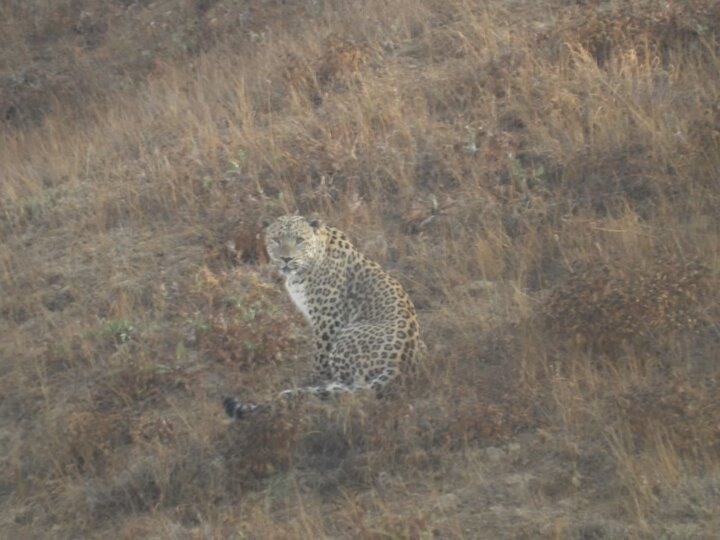 پلنگ ایرانی در «پرور» به تصویر کشیده شد؛ ثبت لحظه نادر توسط محیطبان