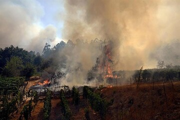 A recent heatwave in Spain has resulted in over 1,100 deaths