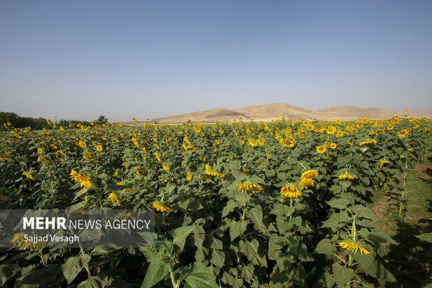 مزرعه آفتابگردان در تویسرکان