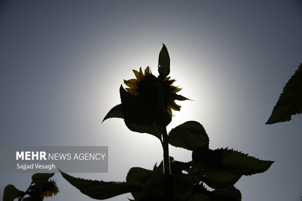 مزرعه آفتابگردان در تویسرکان