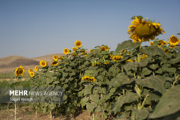 مزرعه آفتابگردان در تویسرکان