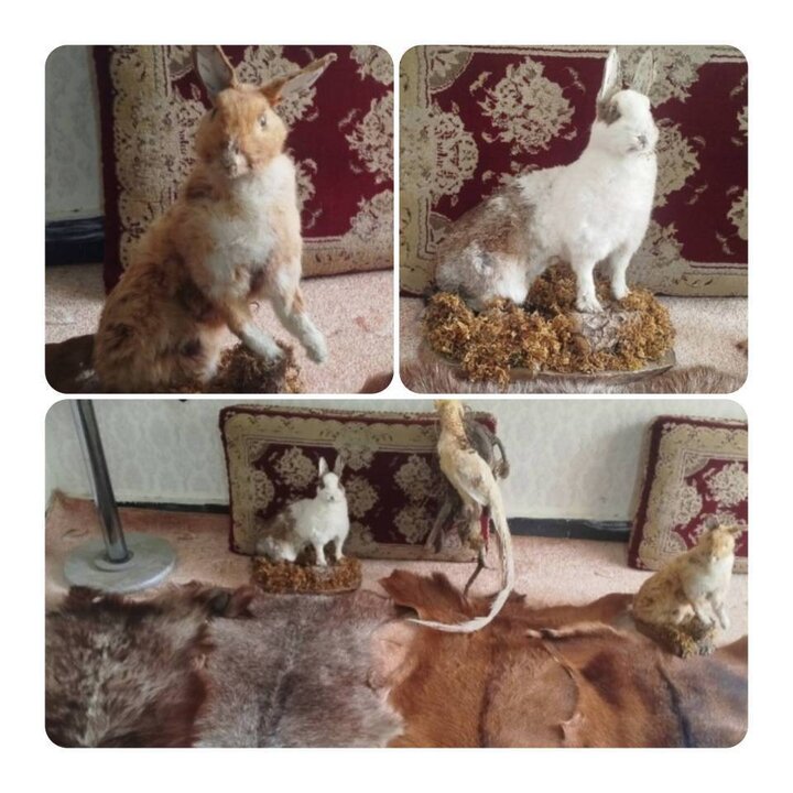 کشف گونههای جانوری تاکسیدرمی قاچاق در مرز باشماق مریوان