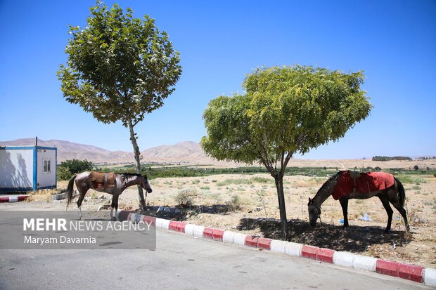 کاروان سوارکاری «حرم تا حرم»