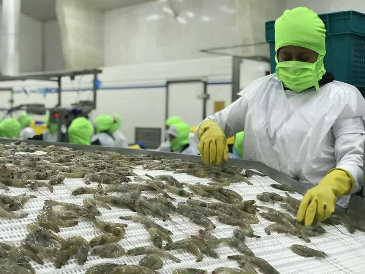 از میان موج‌ها تا دل خانواده‌ها؛ میگوی گمیشان عامل توسعه و ارزآوری