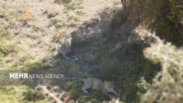 تصویربرداری نادر از دو قلاده پلنگ در ارتفاعات فیروزکوه