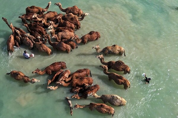 İran'da Devecilik Kültürü