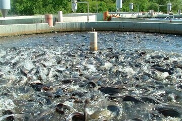 موسوی: قوانین تخصیص آب در اندیمشک نیازمند بازنگری است