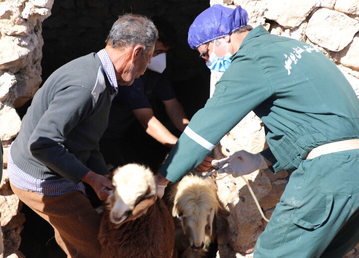 واکسینهشدن ۳ میلیون رأس دام در استان بوشهر