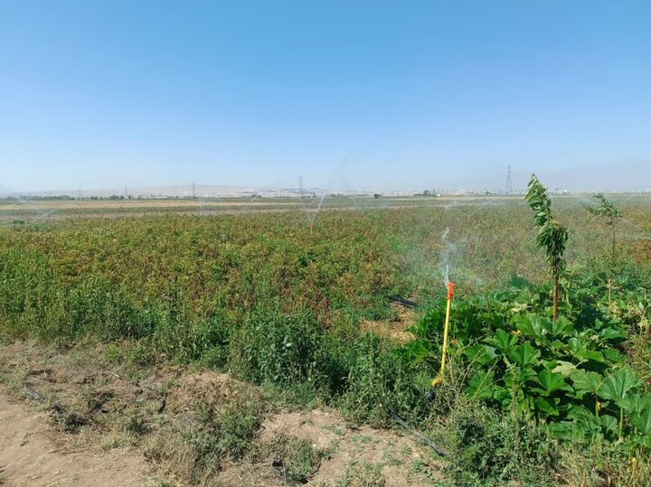 «کم آبی» پایان قصه نیست؛ آبیاری قطرهای آغاز یک تحول