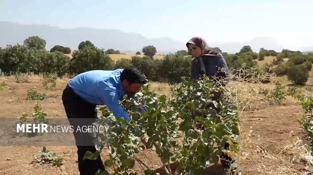 جوانههای امید از دل خشکسالی؛ پسته جای برنج نشست! 2