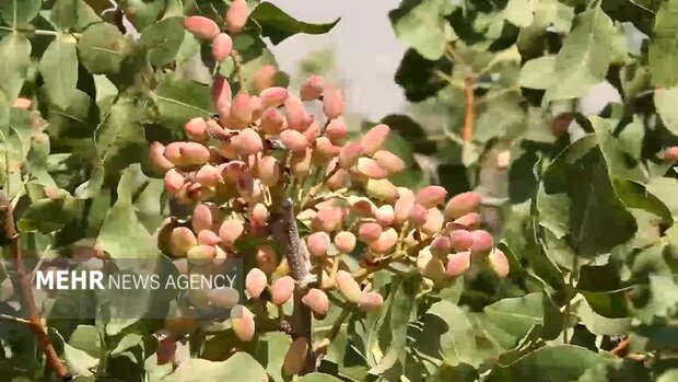 جوانههای امید از دل خشکسالی؛ پسته جای برنج نشست! 5