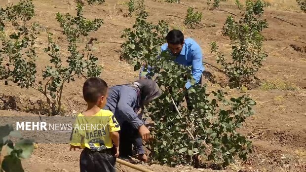 جوانههای امید از دل خشکسالی؛ پسته جای برنج نشست! 3