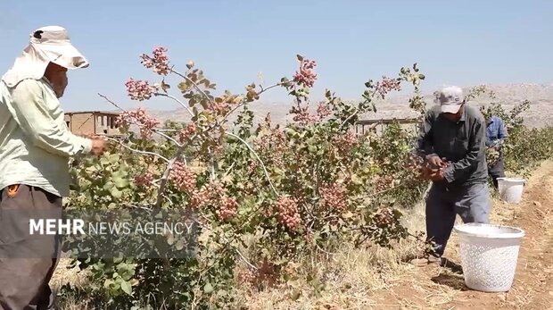 جوانههای امید از دل خشکسالی؛ پسته جای برنج نشست! 4