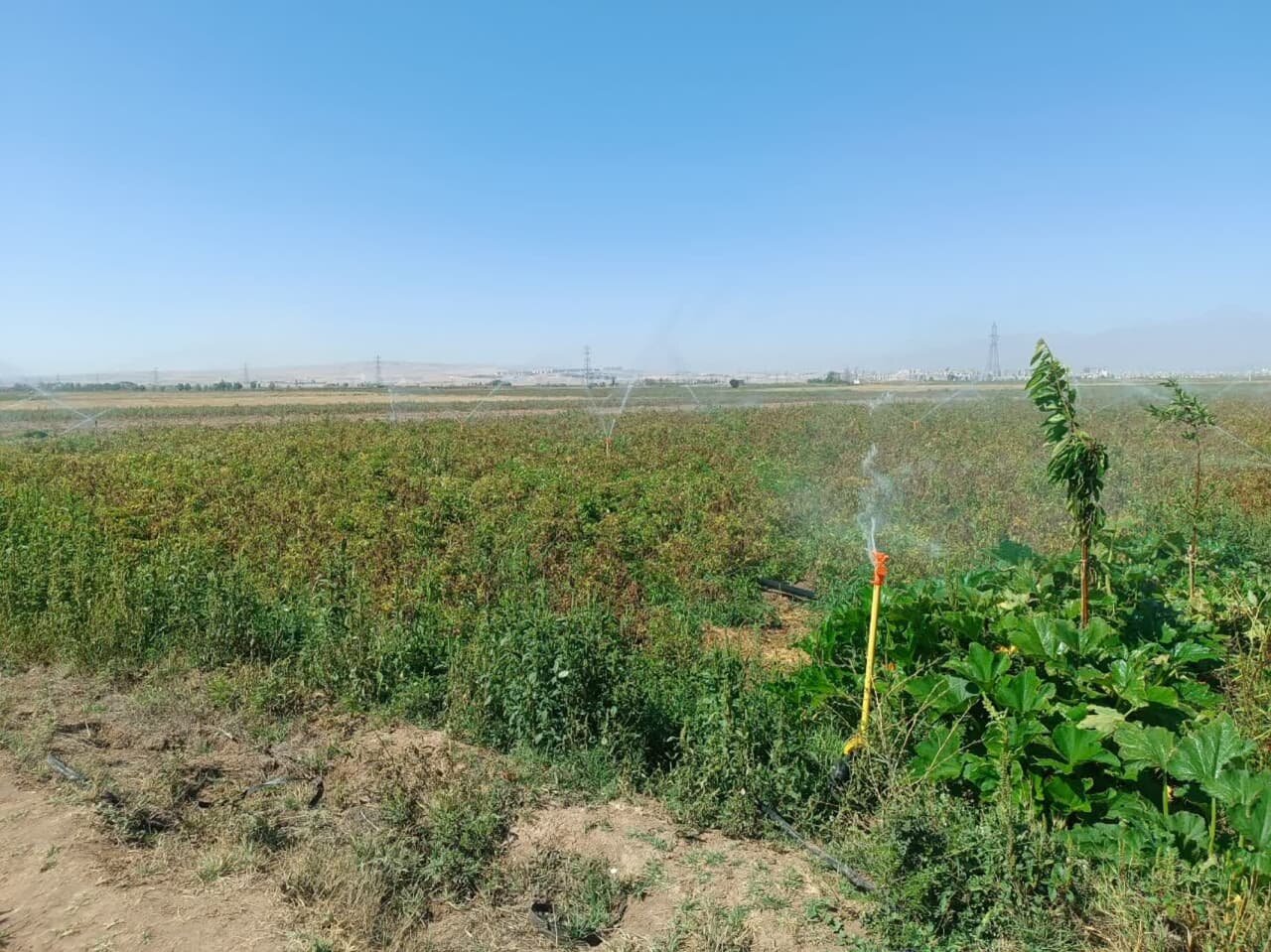 كشاورزي،آبياري،آب،حوزه،ايران،هوشمند،جهاد،نوين