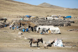 کوچِ سخت، زندگیِ شیرین؛ سفر دیرینه عشایر کرمانشاه در دل سرمای پاییز