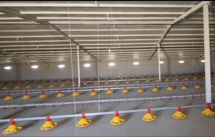 بهرهبرداری از مرغداری ۲۰ هزار قطعهای و گلخانه تولید گل رز در قروه