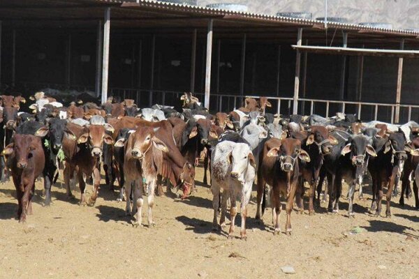 بهداشت و سلامت دام ها؛ اولویت کار دامپزشکان جنوب شرق ایران