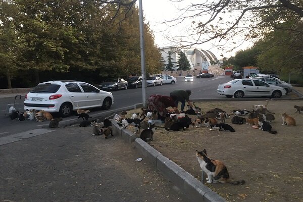 غذادهی به حیاتوحش ضربه به طبیعت است