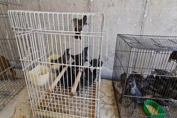 جمع آوری گونه های جانوری وحشی از بازار پرندگان و رهاسازی در طبیعت