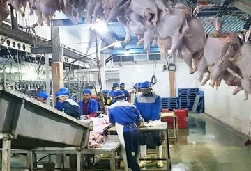 ارتقای سلامت زنجیره تولید مرغ گوشتی در استان بوشهر