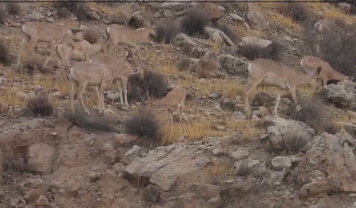 حیات وحش منطقه شکار ممنوع کوه سیاه بخش بوشکان حیات وحش منطقه شکار ممنوع کوه سیاه بخش بوشکان