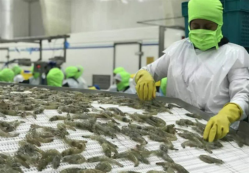 مؤسسه،كشور،ميگو،ذخاير،اشاره،توليد،توسعه