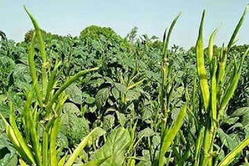 بررسی راهکارهای بهداشت گیاهی در حاشیه کارگاه منطقه‌ای فائو در عمان