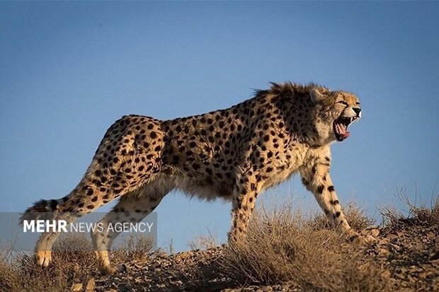 تلفیق «حفاظت» و «فناوری» در توران شاهرود؛ پایش علمی یوزپلنگ ایرانی