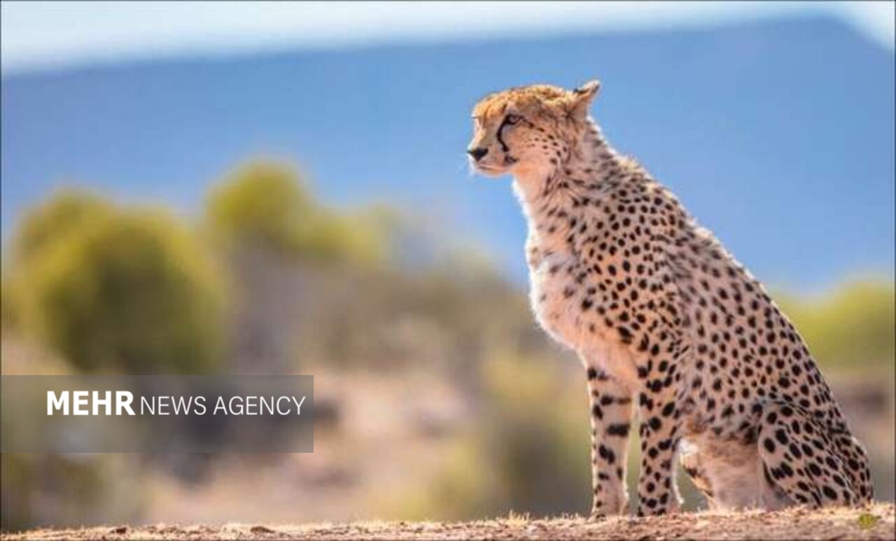 يوز،ايران،سونوگرافي،يوزپلنگ،بارداري