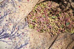 برداشت پسته از باغات خراسان شمالی