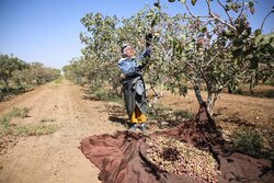 ارجاع پرونده ساخت و ساز در باغات به کمیسیون کشاورزی مجلس