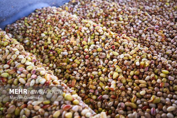 برداشت پسته از باغات خراسان شمالی