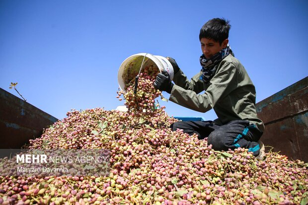 برداشت پسته از باغات خراسان شمالی